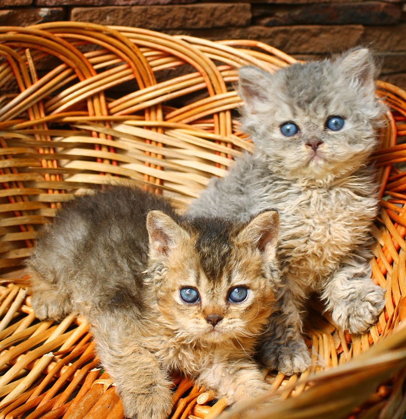 Sharmila, питомник кошек селкирк рекс, скоттиш фолд,  страйт