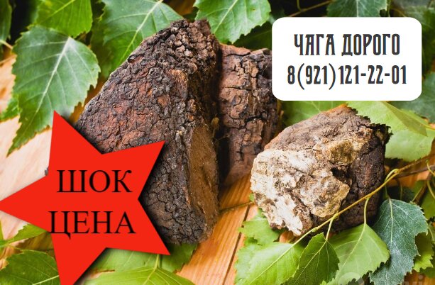 Пункт приёма Березовой Чаги