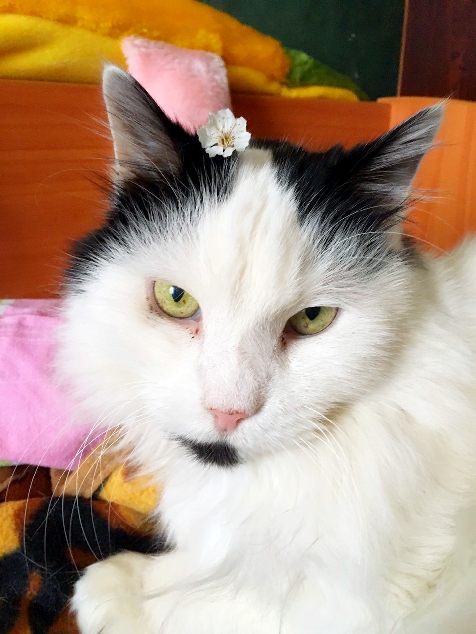 Ветеринар с. Дачное